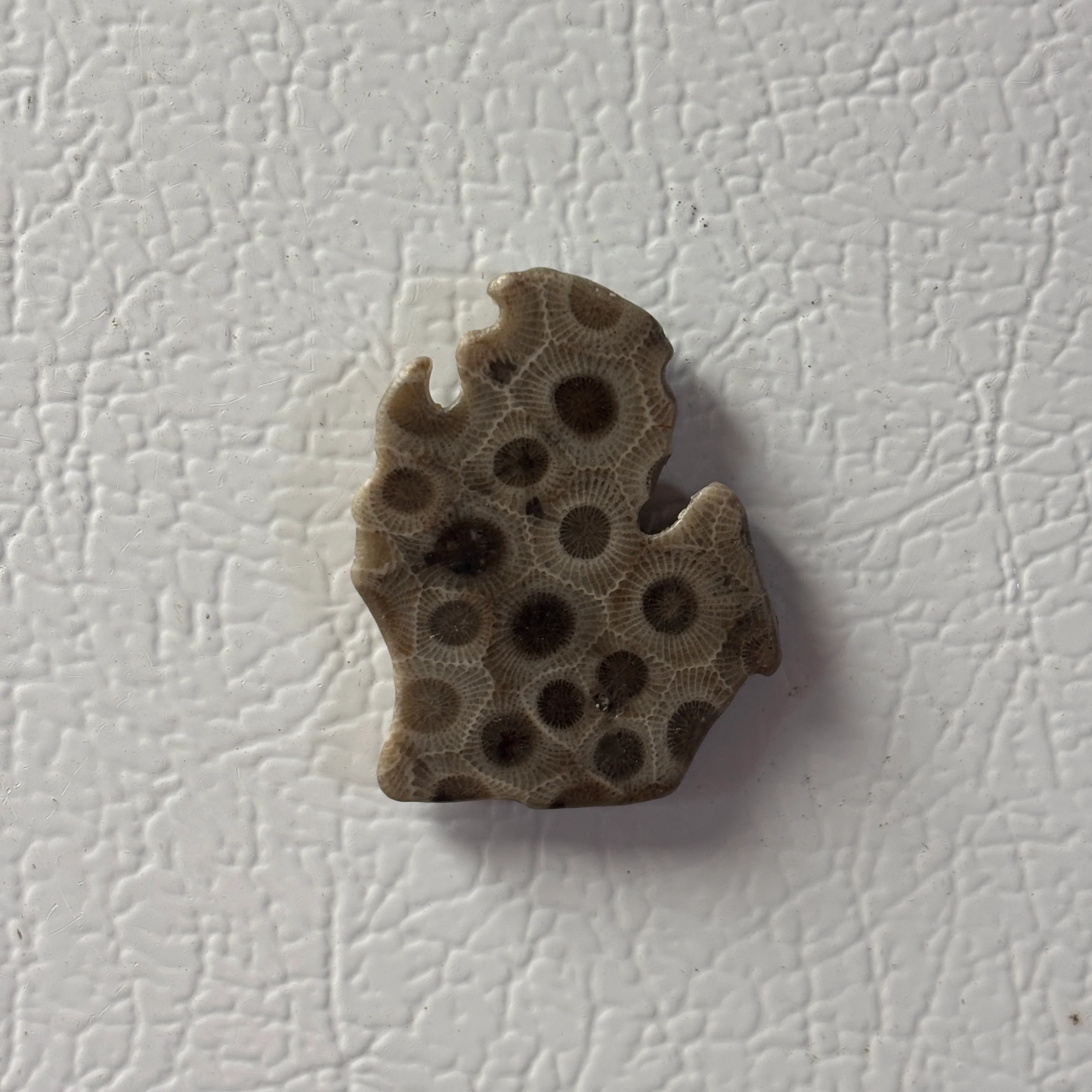 Polished Petoskey Stones